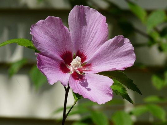 {Hibiscus syriacus}